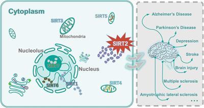 Will Sirtuin 2 Be a Promising Target for Neuroinflammatory Disorders?